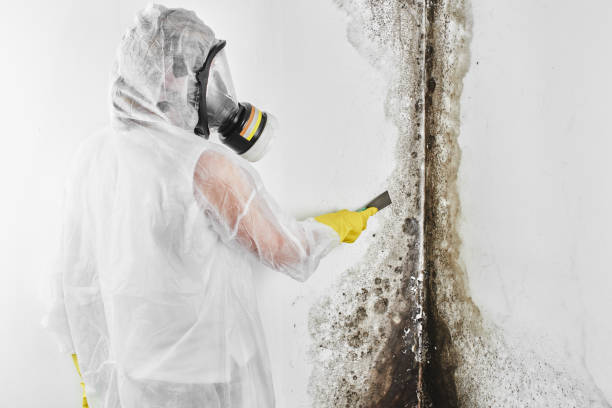 Professional Mold Removal in Brandenburg, KY