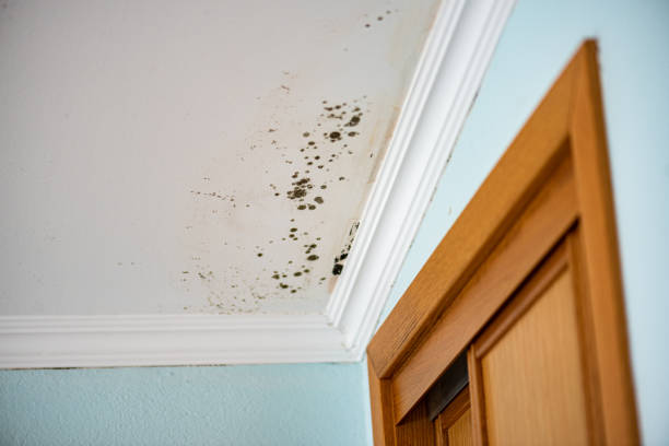 Best Mold Removal and Inspection  in Brandenburg, KY