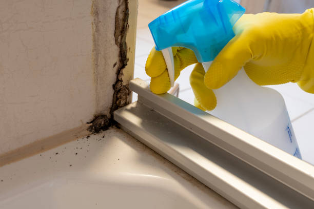 Mold Removal Process in Brandenburg, KY